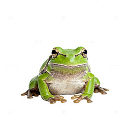 青蛙特写透明背景