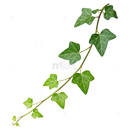 绿藤植物插画素材