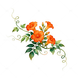 手绘花卉装饰图案插画