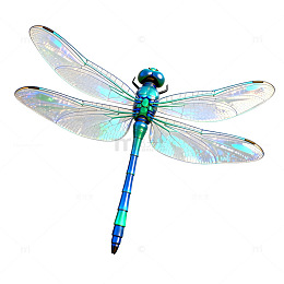 透明感蜻蜓插画设计素材