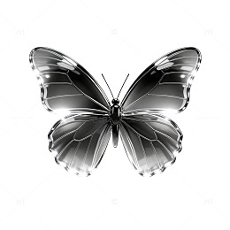 黑白色调蝴蝶图案装饰设计素材