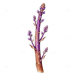 薰衣草手绘插画