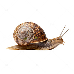 透明背景蜗牛插图