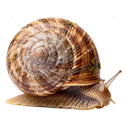 田园风蜗牛特写片