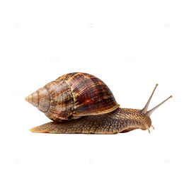 蜗牛特写素材