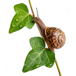 自然蜗牛绿叶特写