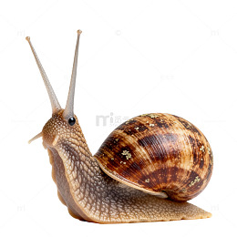 蜗牛特写素材