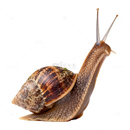 棕色蜗牛特写片