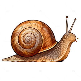 手绘蜗牛插画素材