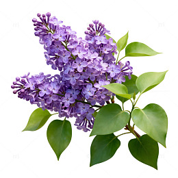 丁香花枝插画素材