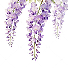 紫藤花水彩画花卉装饰素材