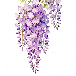 紫藤花插画设计素材