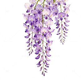 紫藤花插画素材