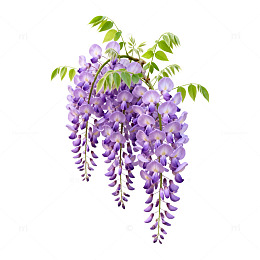 紫藤花插画设计素材