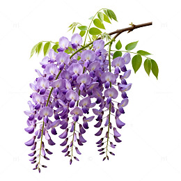 紫藤花插画素材