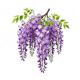 紫藤花插画设计素材