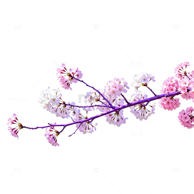 樱花枝条春日绽放