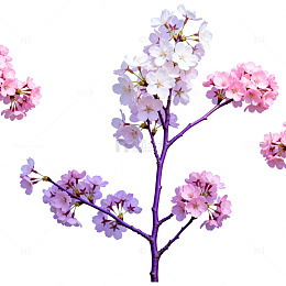 樱花盛开春天花卉矢量插画