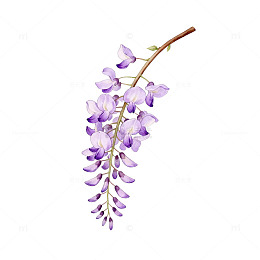 紫色藤萝花卉插画设计素材