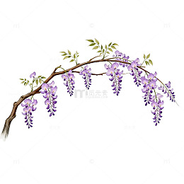 紫藤花插画素材