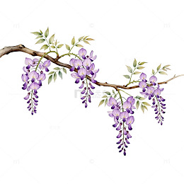 紫藤花枝插画素材