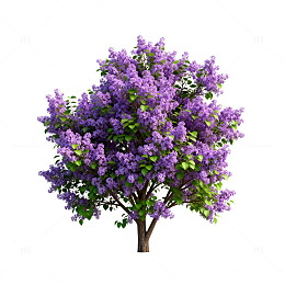 紫丁香树3D模型