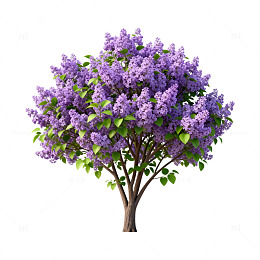 丁香花树插画素材