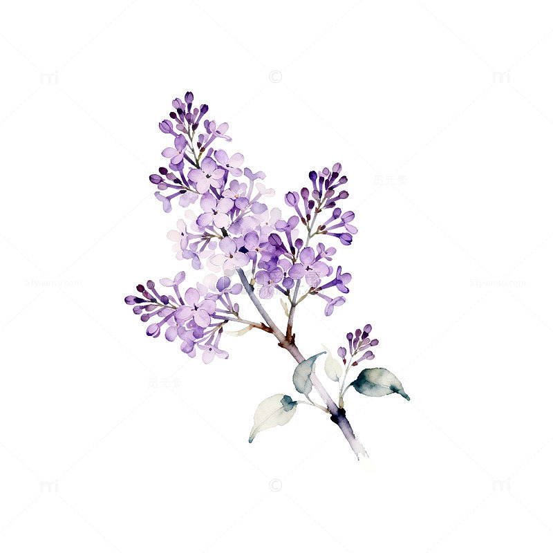 水彩丁香花插画设计素材
