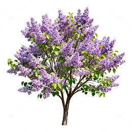 丁香花开盛景图