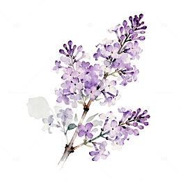 水墨丁香花艺术插画