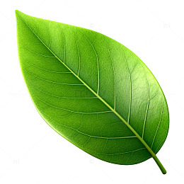 绿色叶子特写素材