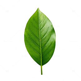 绿叶植物叶片图片