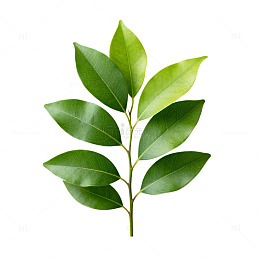 清新绿色植物插画叶