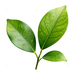 绿色植物叶子特写