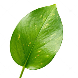 清新绿叶植物特写片