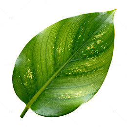 绿色植物叶片特写素材