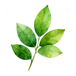 水彩绿叶植物插图