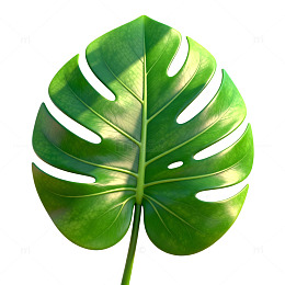 绿色植物叶片特写片