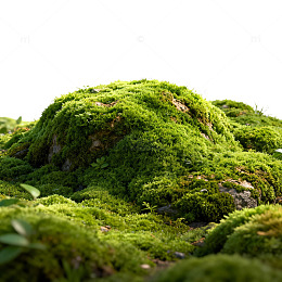 绿色苔藓自然风景