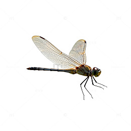 透明蜻蜓特写素材