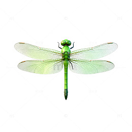 绿色蜻蜓昆虫特写