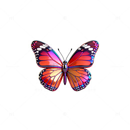 鲜艳蝴蝶3D建模渲染图