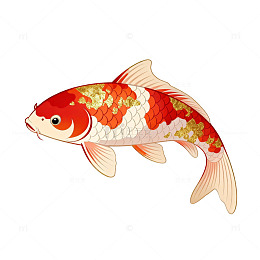 锦鲤插画设计素材