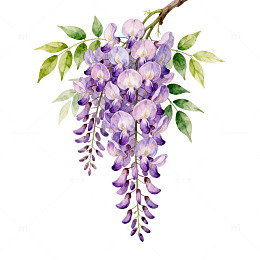 水彩紫藤花插画素材
