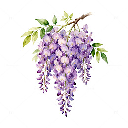 水彩紫藤花插画设计素材