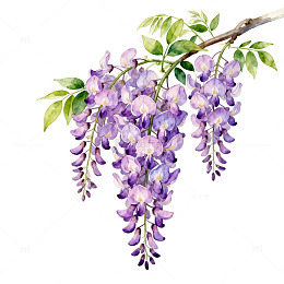 水彩紫藤花插画素材