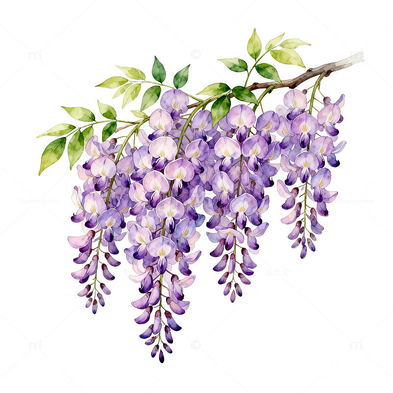 紫藤花插画水彩画素材