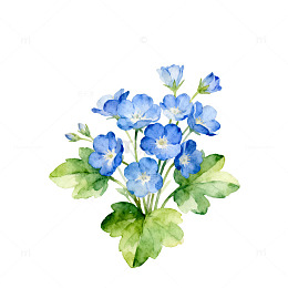 水彩蓝花植物插画