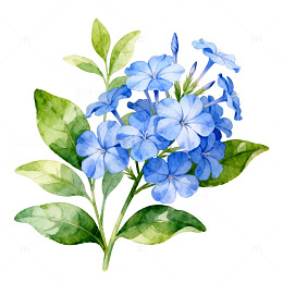 水彩花卉植物插画素材