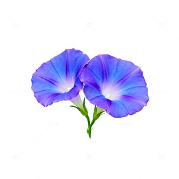 蓝紫色花朵插画素材